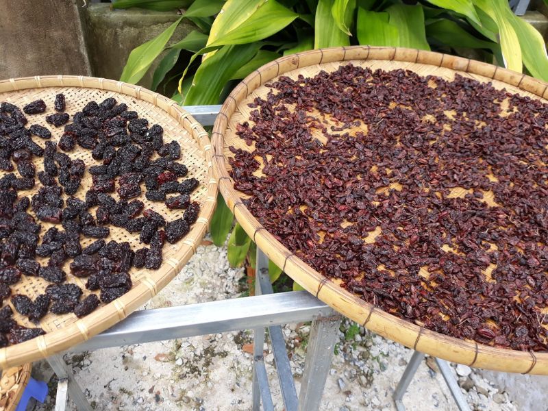 Các Thảo Dược Được Phơi Bào Chế Truyền Thống