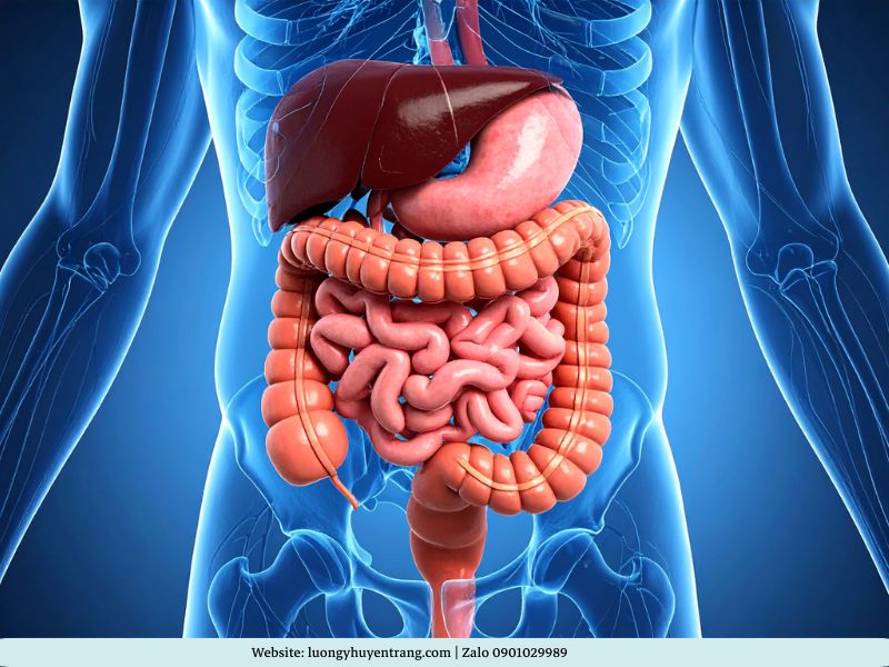Sơ đồ hệ thống tiêu hóa và các dấu hiệu bệnh lý tạng Tỳ Vị