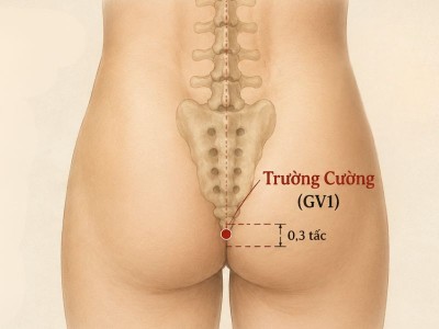 Huyệt Trường Cường (GV1): Vị Trí, Tác Dụng Và Cách Bấm Huyệt Chuẩn