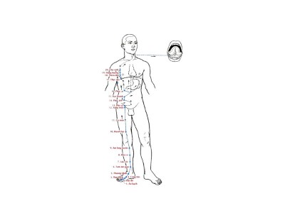 Kinh Túc Thái Âm Tỳ