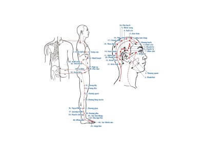 Kinh Túc Thiếu Dương Đởm