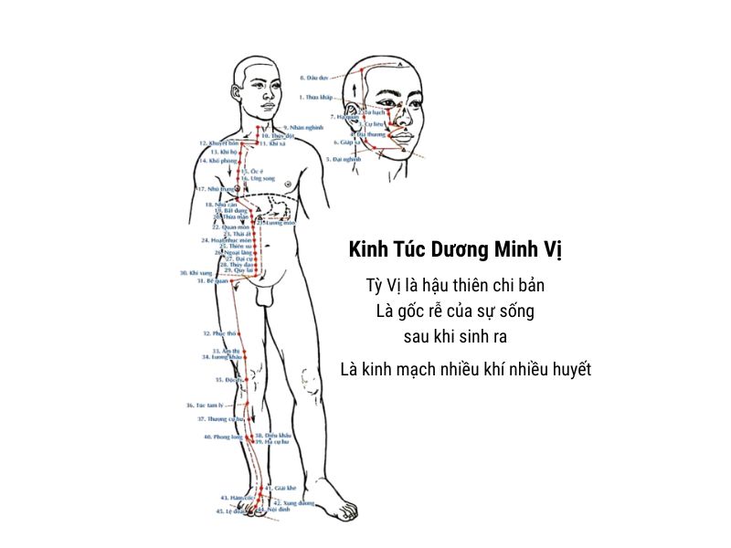 Sơ đồ Kinh Túc Dương Minh Vị - Kinh mạch chủ đạo về tiêu hóa và cung cấp khí huyết cho cơ thể.