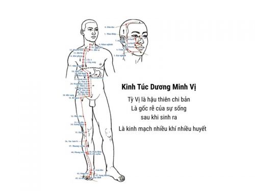 Kinh Túc Dương Minh Vị: Đường Kinh Chủ Đạo Của Tiêu Hóa Và Khí Huyết