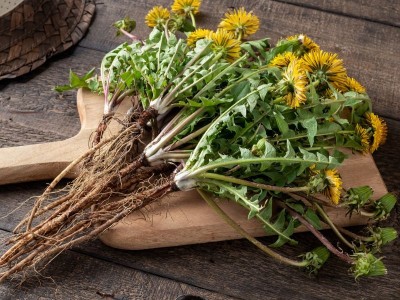 Vị Thuốc Bồ Công Anh Và Giải Pháp Thanh Nhiệt Tỳ Vị